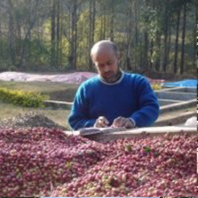 cofee-budha-odisha-india cofee-budha-odisha-india